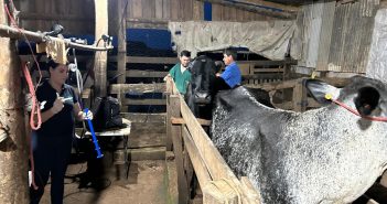 Secretaria Municipal de Agricultura inicia projeto de melhoramento genético do rebanho leiteiro