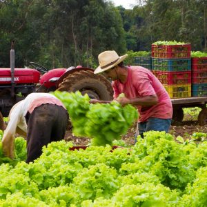 Prefeitura viabiliza calcário para agricultores familiares do Assentamento Santo Antônio da Fartura