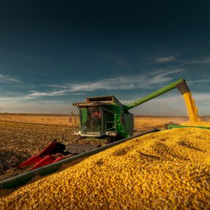 Área cultivada com milho em Campo Verde aumentou 23,63% em 4 anos