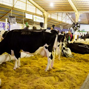 Pequenos e grandes animais chamam a atenção dos visitantes da 24ª Expoverde