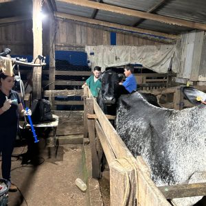 Secretaria Municipal de Agricultura inicia projeto de melhoramento genético do rebanho leiteiro