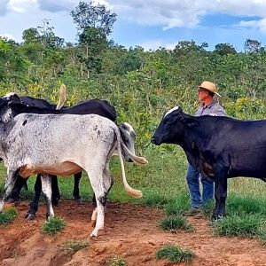 Melhoramento genético pode aumentar a produção de leite em 40% nas propriedades