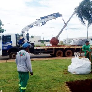 Prefeitura faz plantio de palmeiras imperiais nas Avenidas Mato Grosso e Eugênio Prati