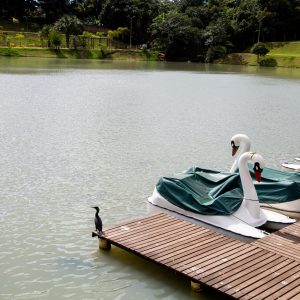 Secretaria de Agricultura e Meio Ambiente alerta para alimentação incorreta dos peixes no Parque das Araras