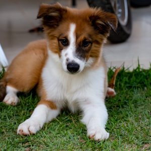 Cadastramento para mais uma etapa do Programa de Castração Animal será realizada nos dias 5 e 6 de março