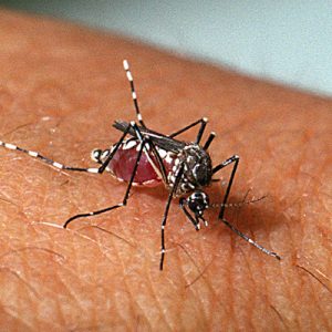 Dengue: Saúde atua na realização de bloqueio químico e remoção de focos