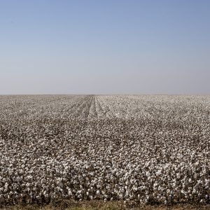 Campo Verde é líder na produção de algodão na região Sul de Mato Grosso