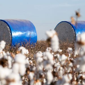 Campo Verde exportou 519,6 milhões de dólares em 2025