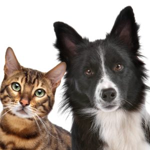 Close up portrait of dog and cat in front of white background