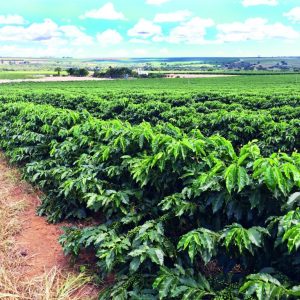 Dia de campo sobre café está sendo realizado no Assentamento Santo Antônio da Fartura