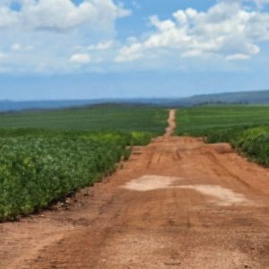 Produtores rurais devem dar atenção às águas da chuva em áreas cultivadas