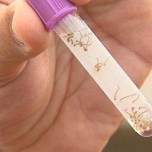 LIRAA aponta Campo Verde com baixo risco de infestação pelo Aedes aegypti