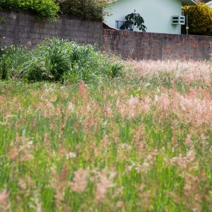 Secretaria de Agricultura e Meio Ambiente intensifica fiscalização a terrenos baldios