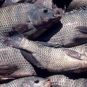 Tilápias produzidas em Campo Verde serão exportadas para os EUA