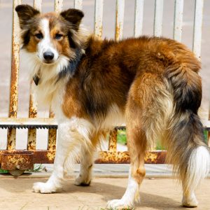 Inscrição para o Programa de Castração Animal poderão ser feitas na próxima semana