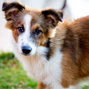 Inscrições para o Programa de Castração Animal poderão ser feitas na próxima semana